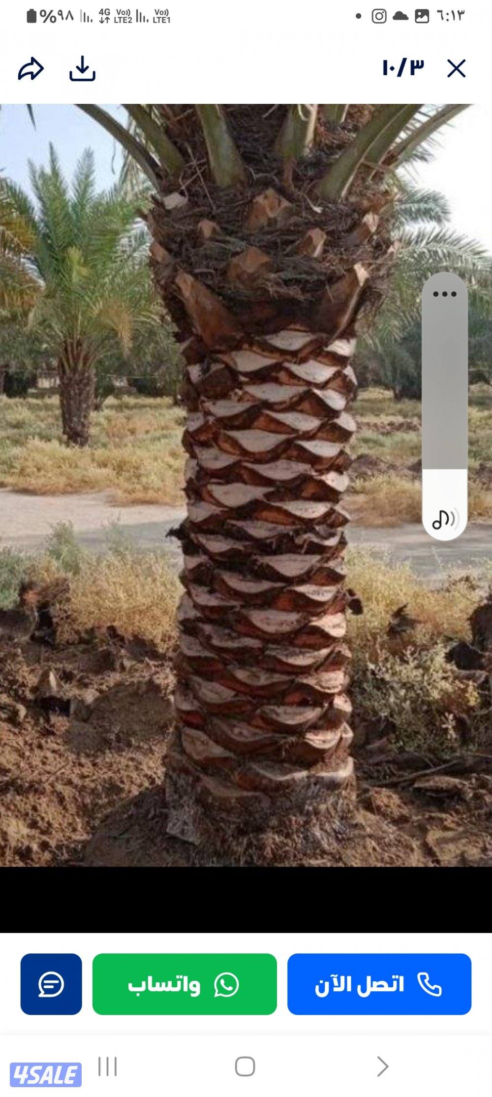 شيل وزراعه نخل تنظيف تكريب بيع نخل تلقيح نخل3