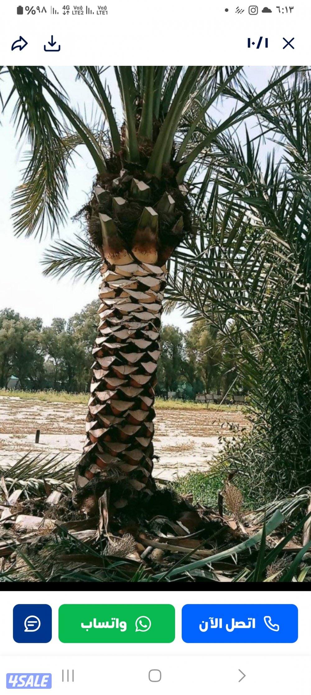 شيل وزراعه نخل تنظيف تكريب بيع نخل تلقيح نخل4