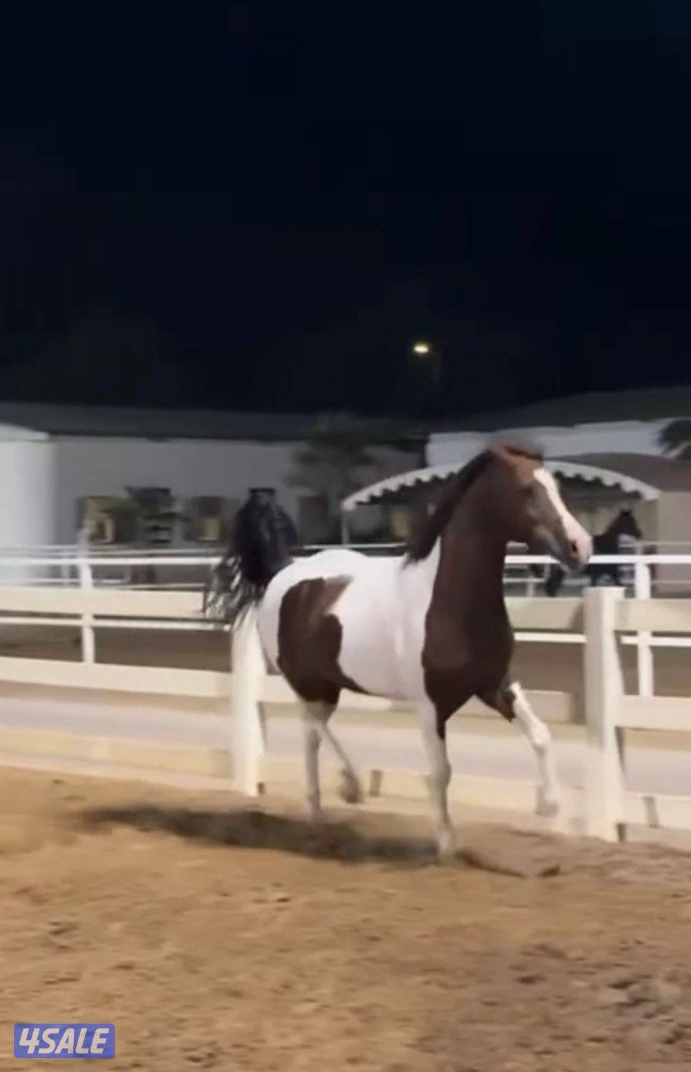 حصال لونين0