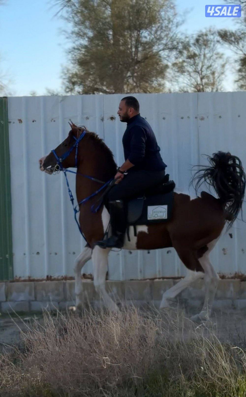 حصال لونين1