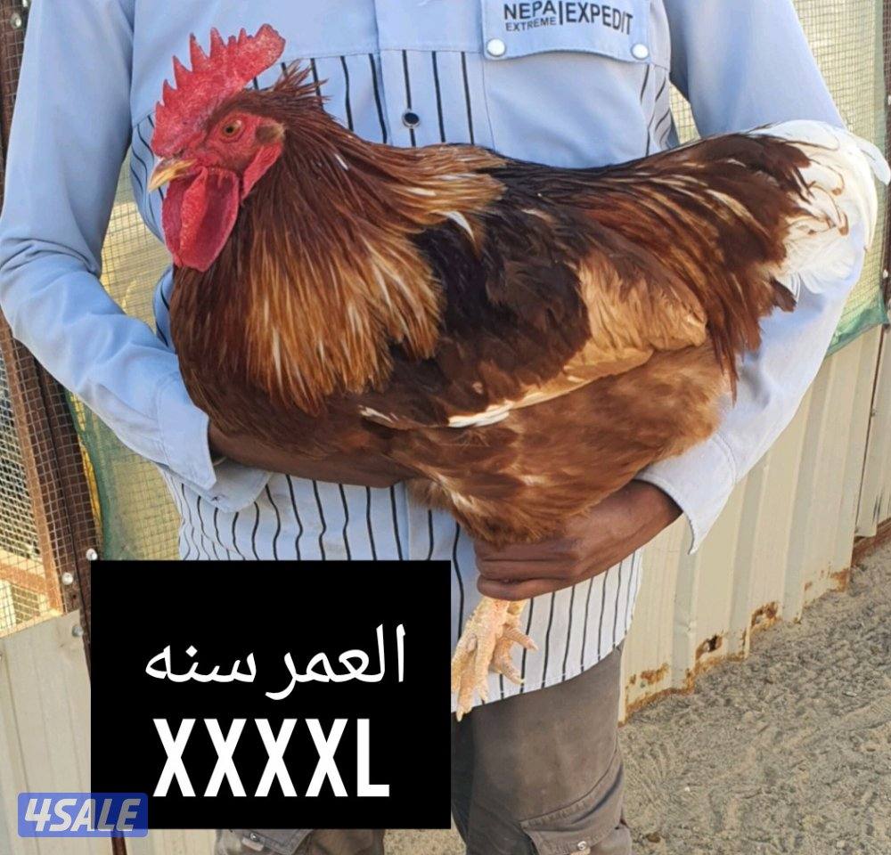 للبيع دياكه لوهمان بيور xxxl0