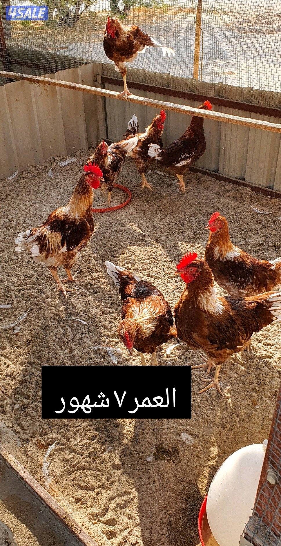 للبيع دياكه لوهمان بيور xxxl1