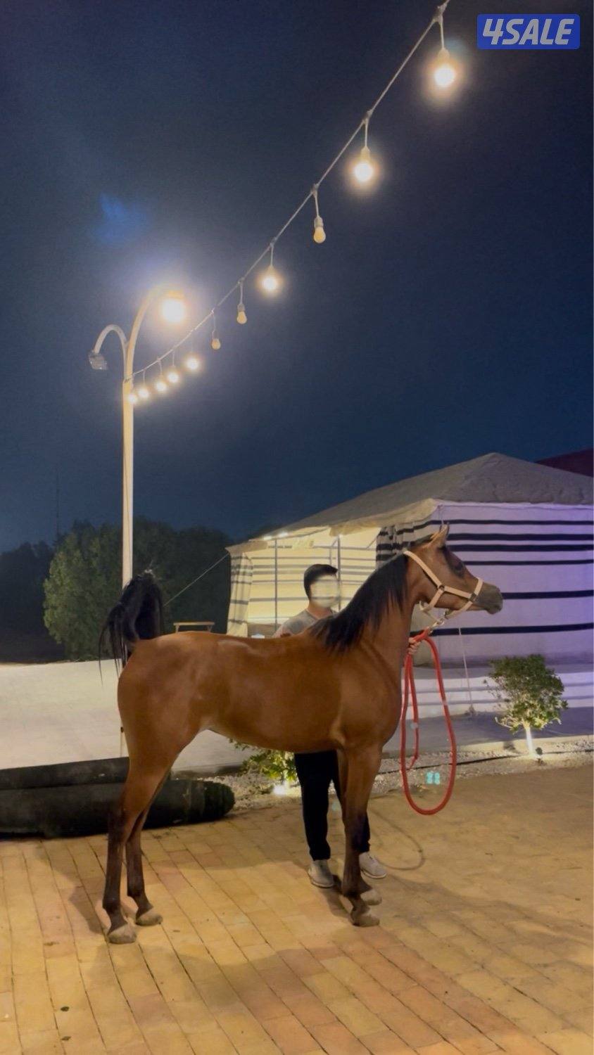 فرس بولش بنت رف جستس1