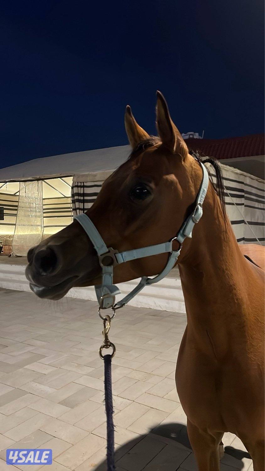 فرس بولش بنت رف جستس0