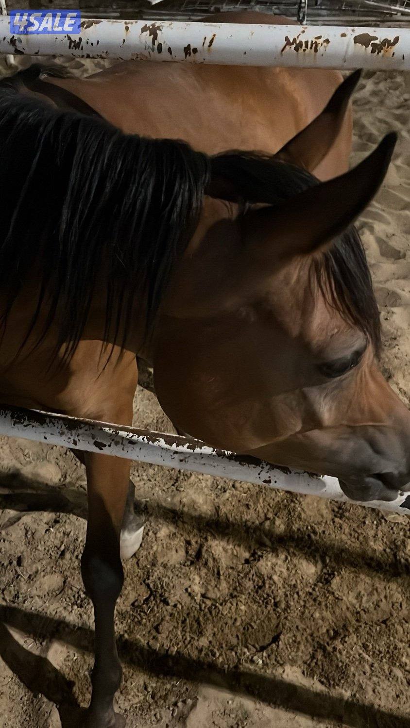 فرس بولش بنت رف جستس2