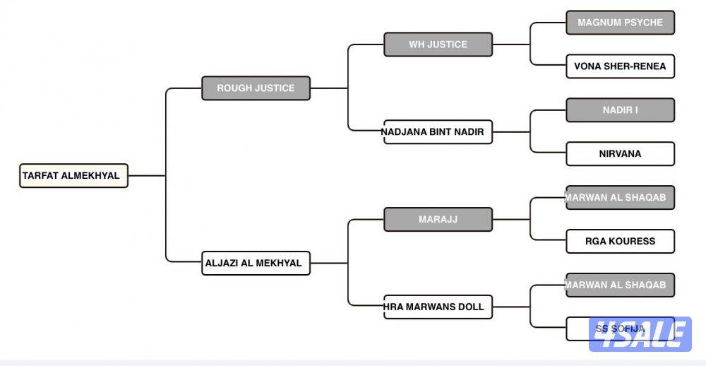 فرس بولش بنت رف جستس3