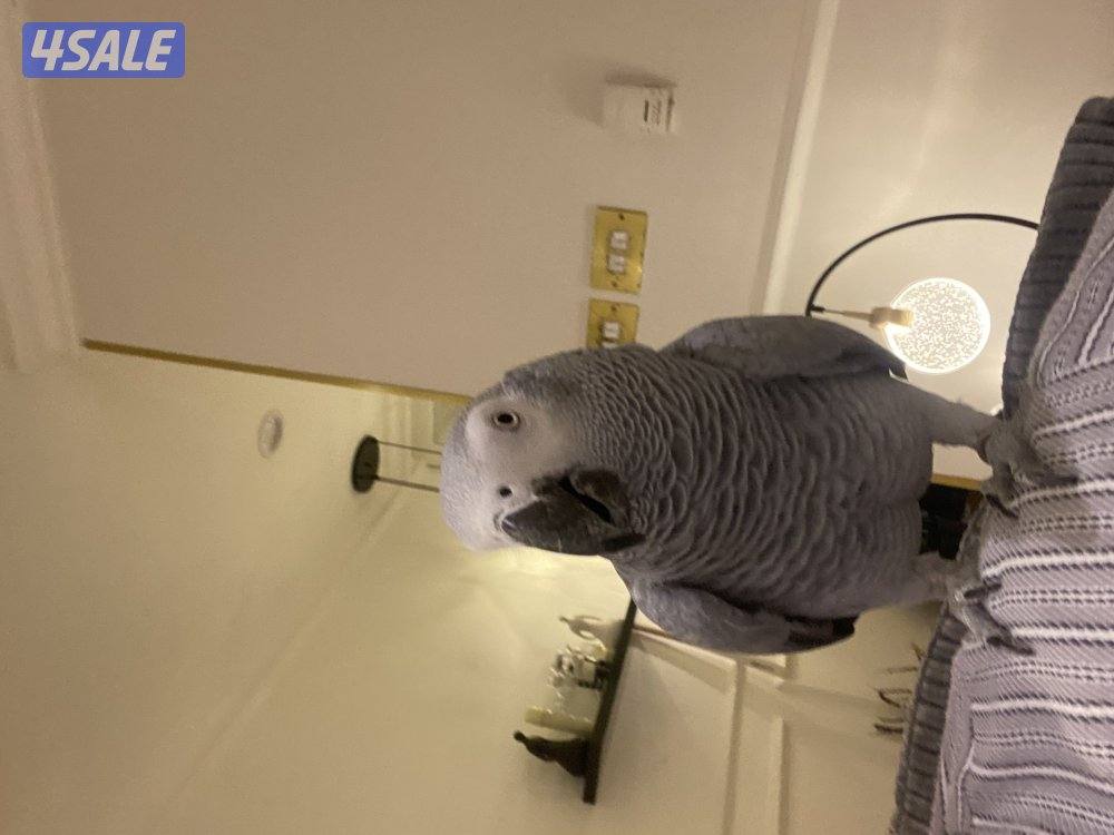 بيع كاسكو هواندي محيل متكلم كلام بيت عمره سنه ونص لون فاتح عض مافي كلش0