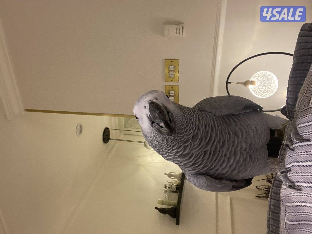 بيع كاسكو هواندي محيل متكلم كلام بيت عمره سنه ونص لون فاتح عض مافي كلش2