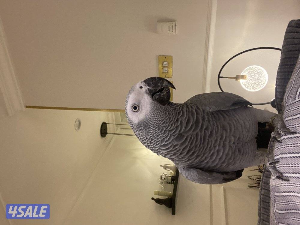 بيع كاسكو هواندي محيل متكلم كلام بيت عمره سنه ونص لون فاتح عض مافي كلش1