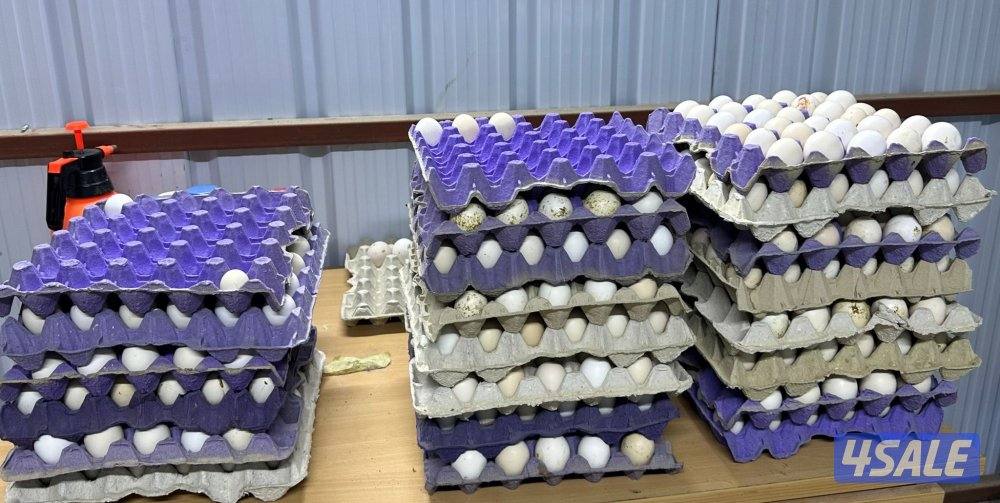 للبيع بيض تجميع يومي0