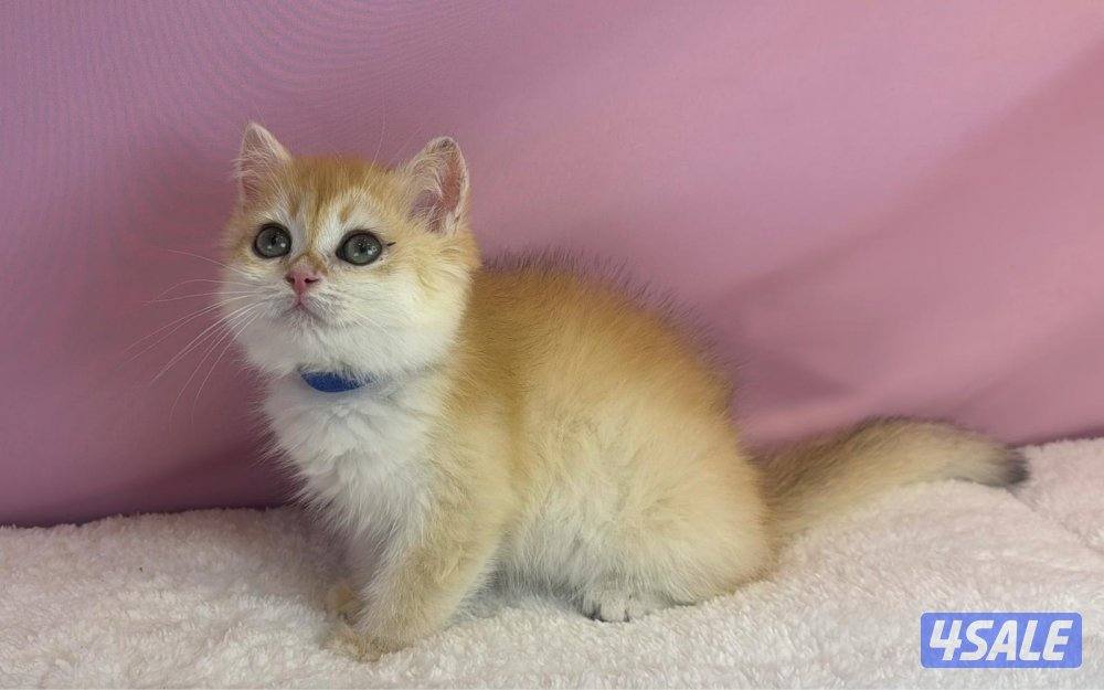 للبيع كيتن ذكر بريتش قولد0