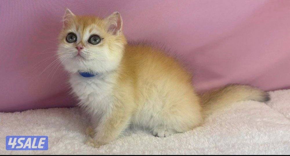 للبيع كيتن ذكر بريتش قولد1