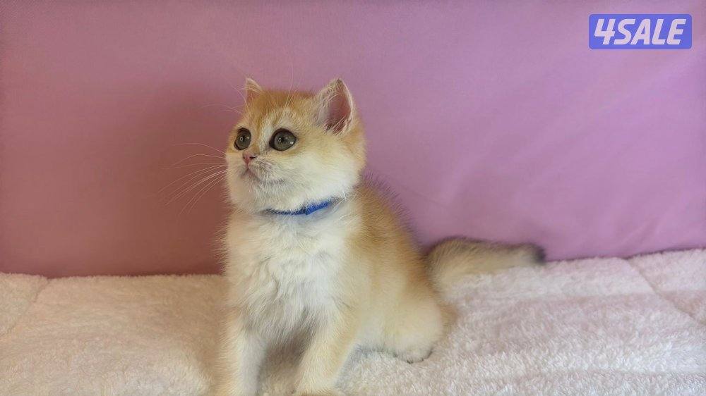 للبيع كيتن ذكر بريتش قولد2