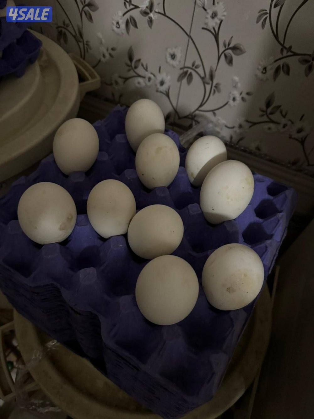 للبيع بيض وز و رومي0