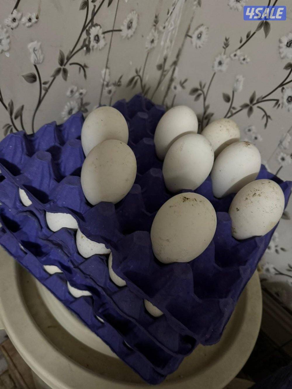 للبيع بيض وز و رومي1