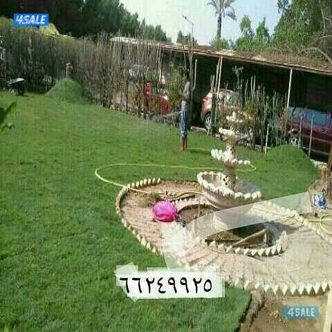 بيع الورود والأشجار وتنسيق الحدائق9