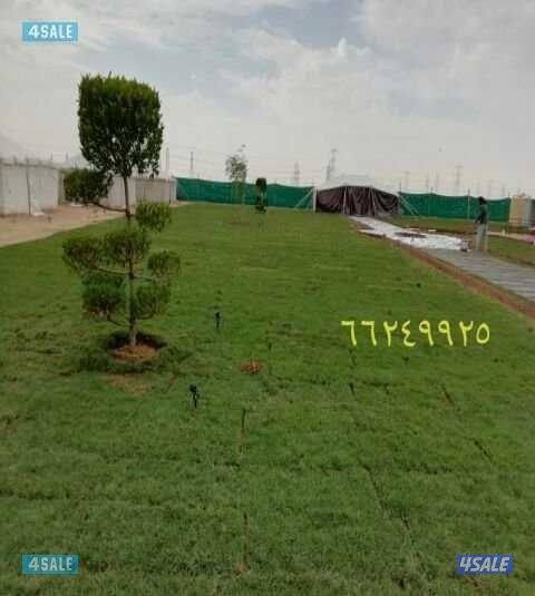 بيع الورود والأشجار وتنسيق الحدائق11