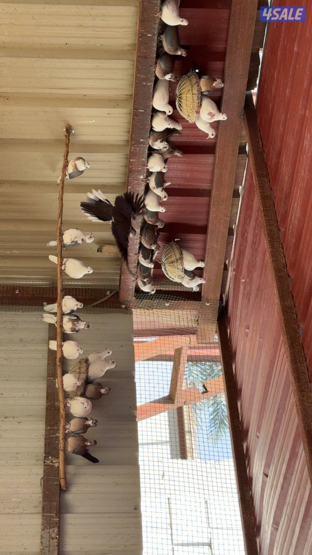 السلام عليكم للبيع حمام فاخت وفحل وز روسي2