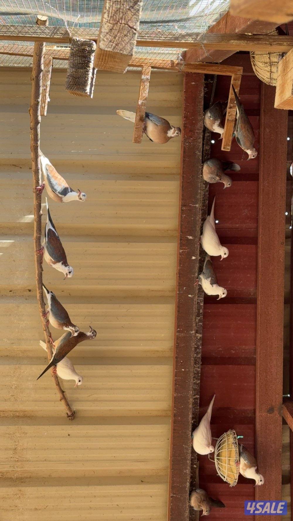 السلام عليكم للبيع حمام فاخت وفحل وز روسي4
