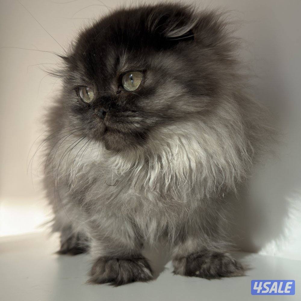 قطط للبيع الاعمار من شهر ونص الى سنه0