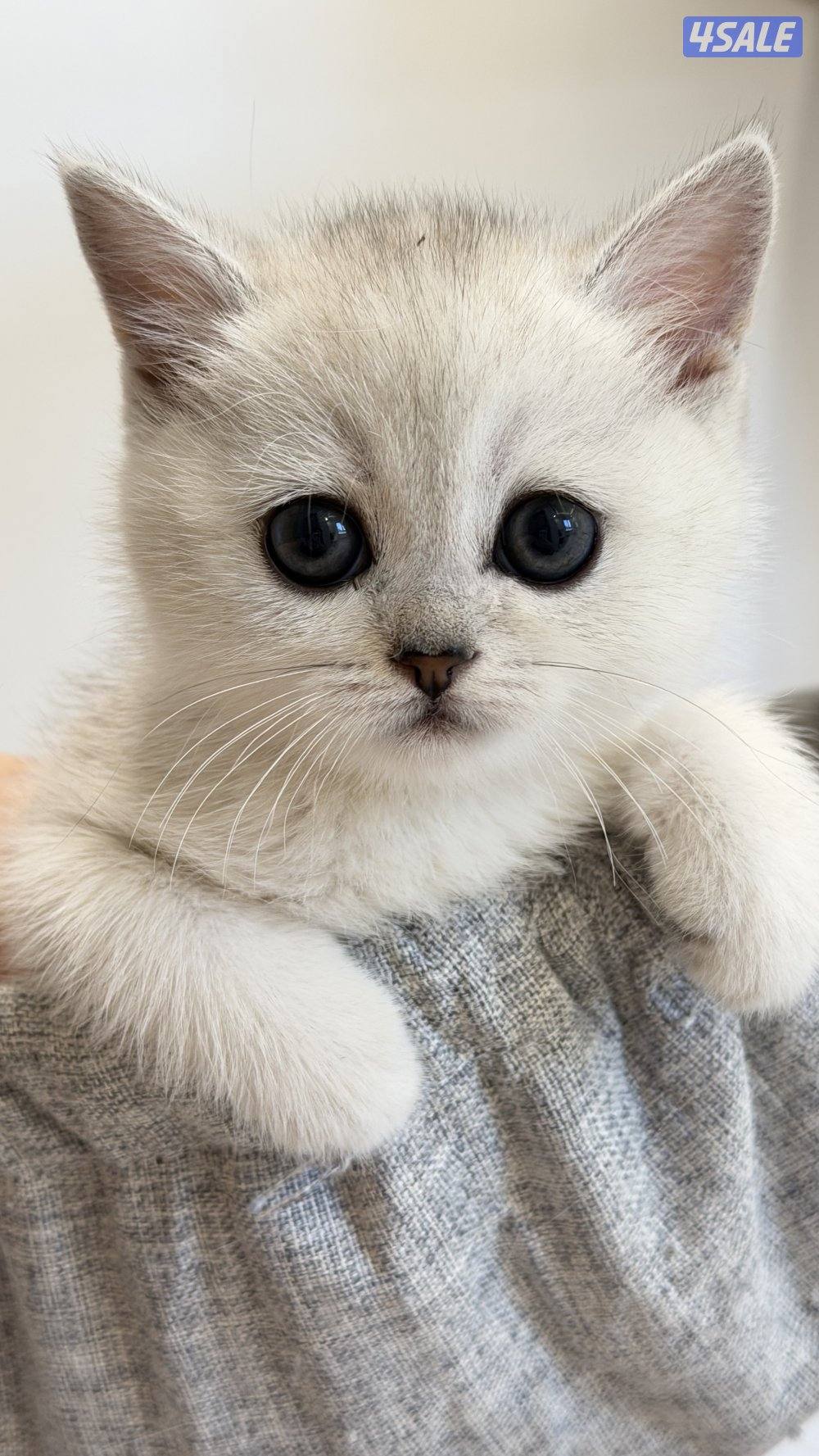 قطط للبيع الاعمار من شهر ونص الى سنه1