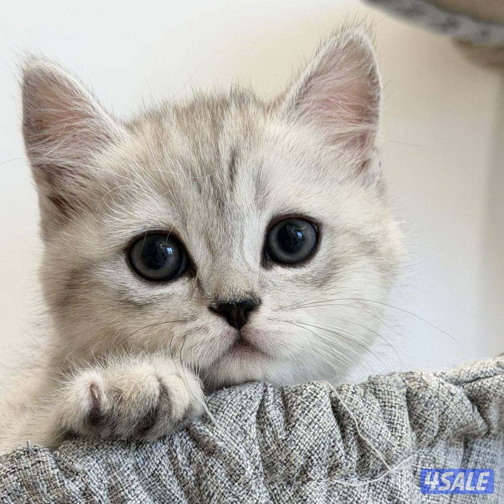 قطط للبيع الاعمار من شهر ونص الى سنه2