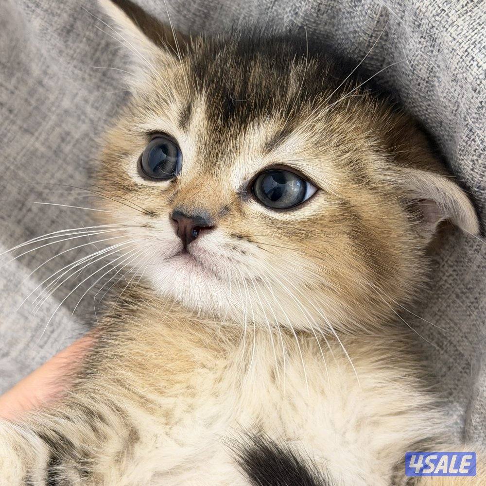 قطط للبيع الاعمار من شهر ونص الى سنه3