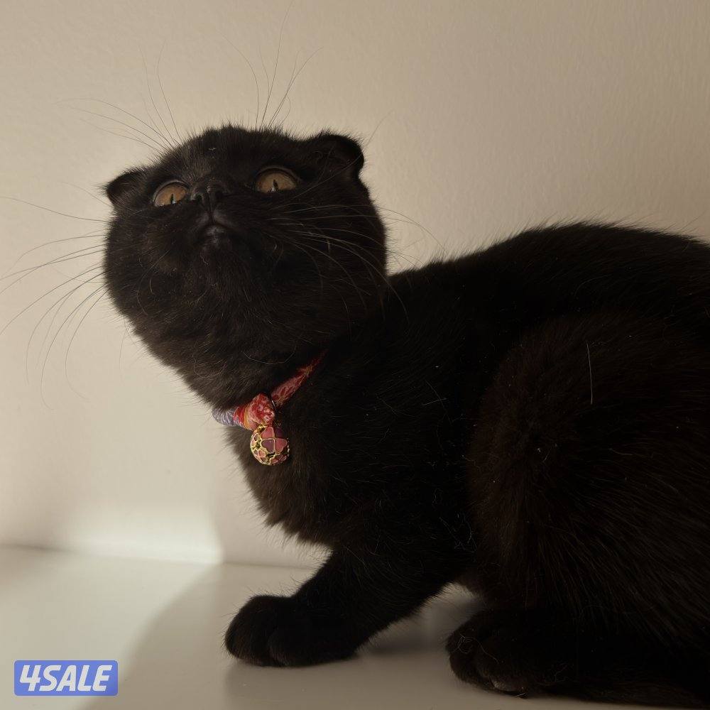 قطط للبيع الاعمار من شهر ونص الى سنه4