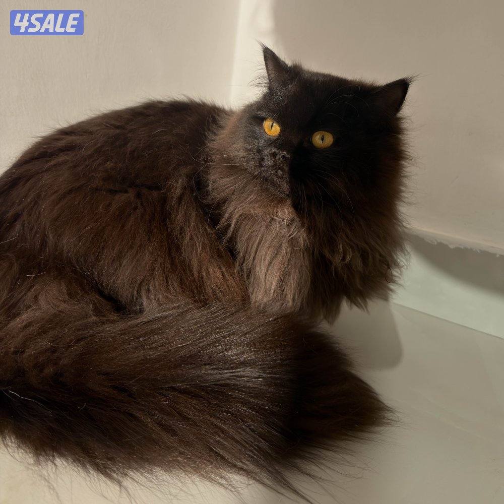 قطط للبيع الاعمار من شهر ونص الى سنه5