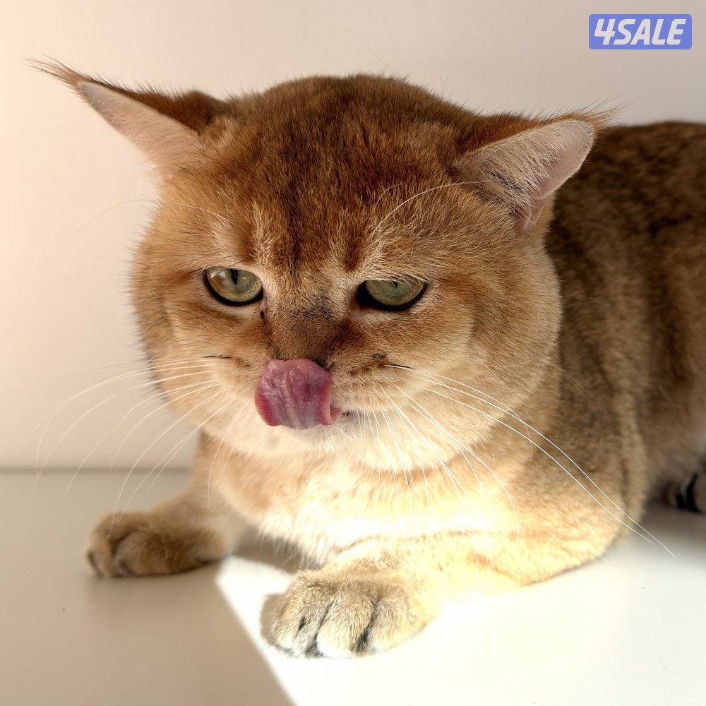 قطط للبيع الاعمار من شهر ونص الى سنه6