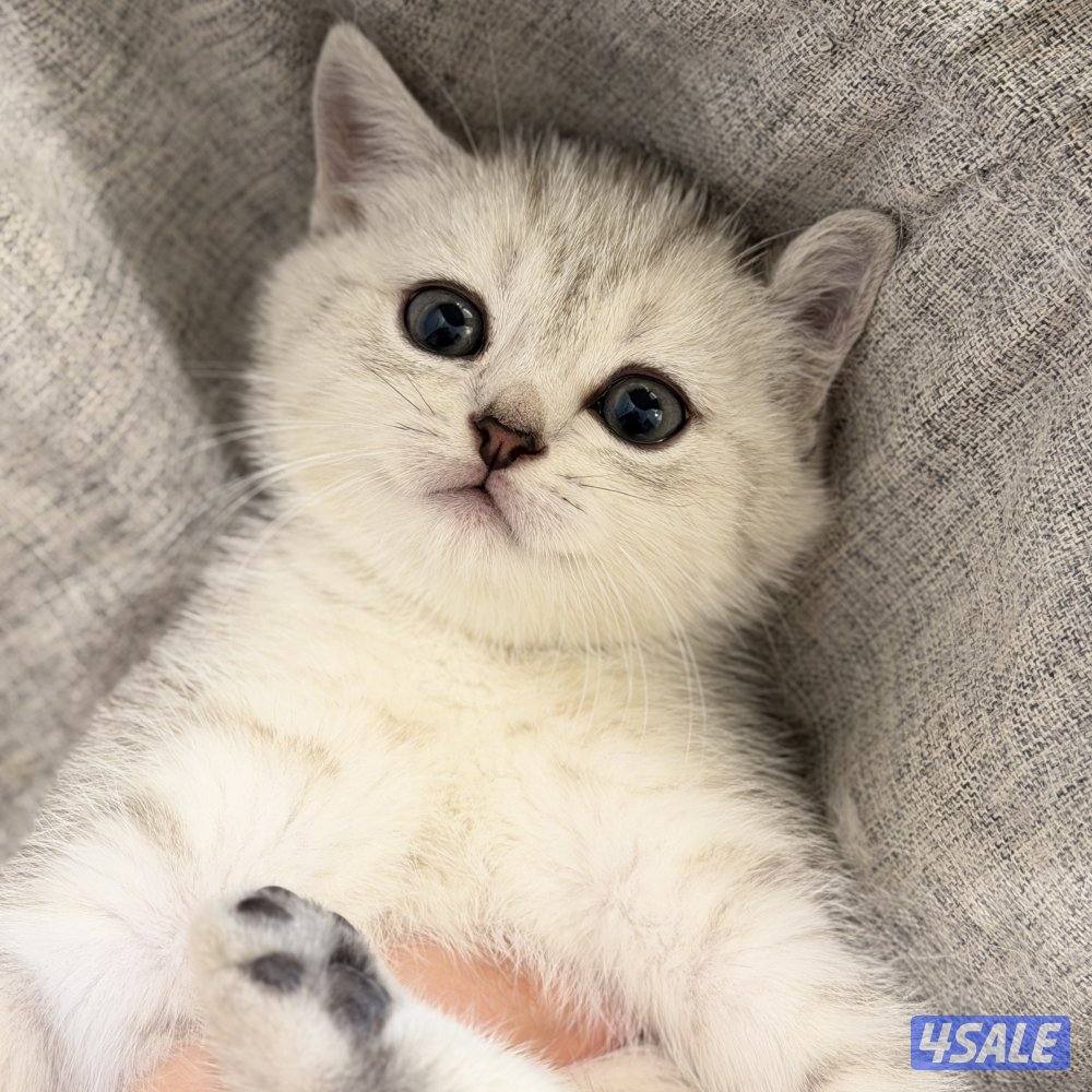 قطط للبيع الاعمار من شهر ونص الى سنه7