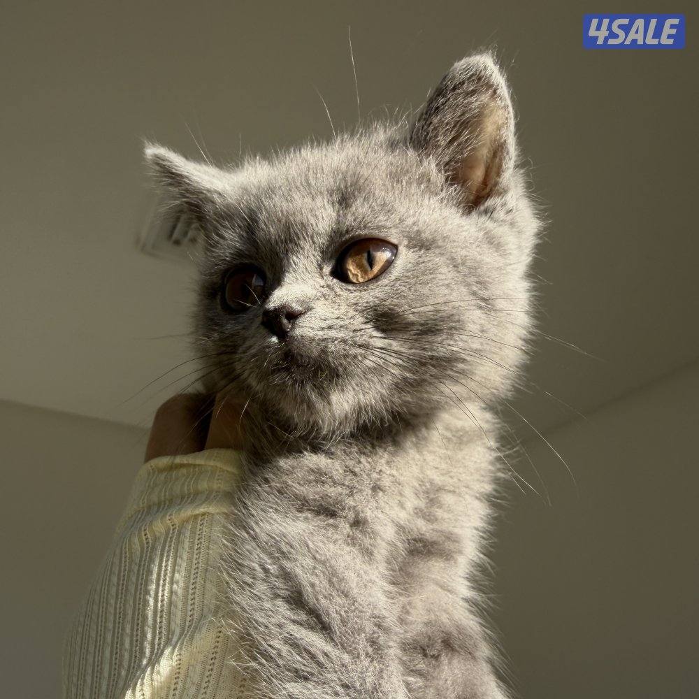 قطط للبيع الاعمار من شهر ونص الى سنه8