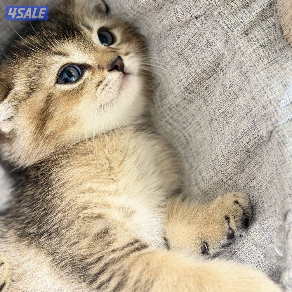 قطط للبيع الاعمار من شهر ونص الى سنه9