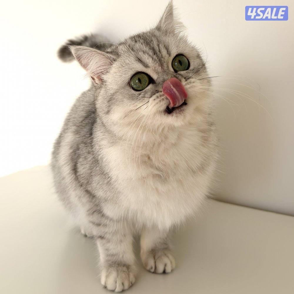 قطط للبيع الاعمار من شهر ونص الى سنه10