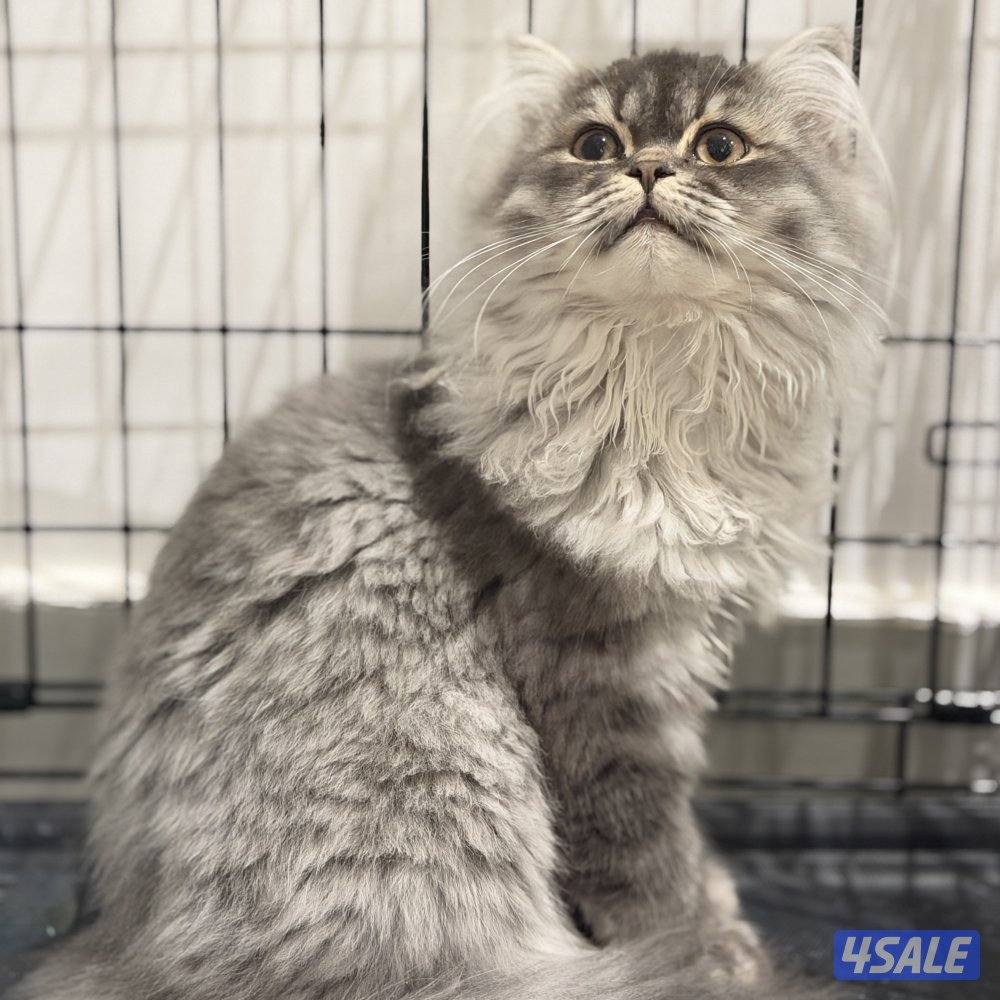 قطط للبيع الاعمار من شهر ونص الى سنه11