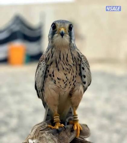 للبيع طير حرصغير0