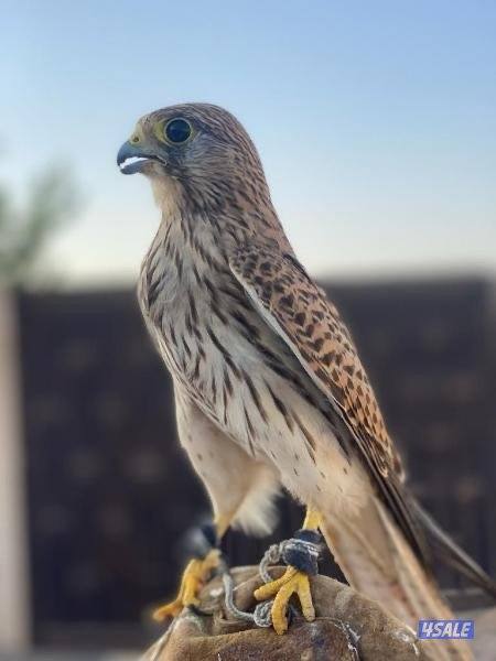 للبيع طير حرصغير1