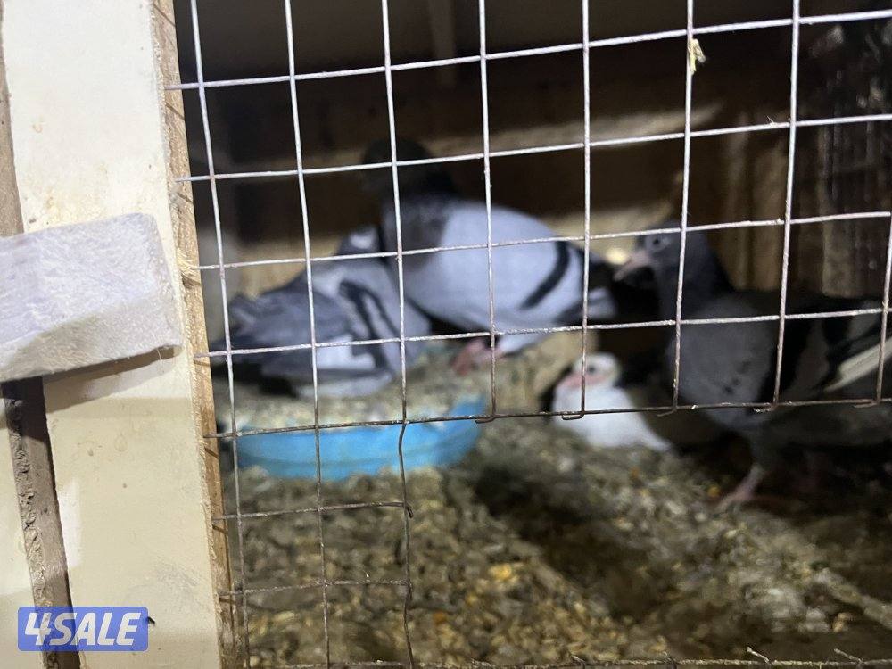 للبيع ازواج زاجل بالوفره0