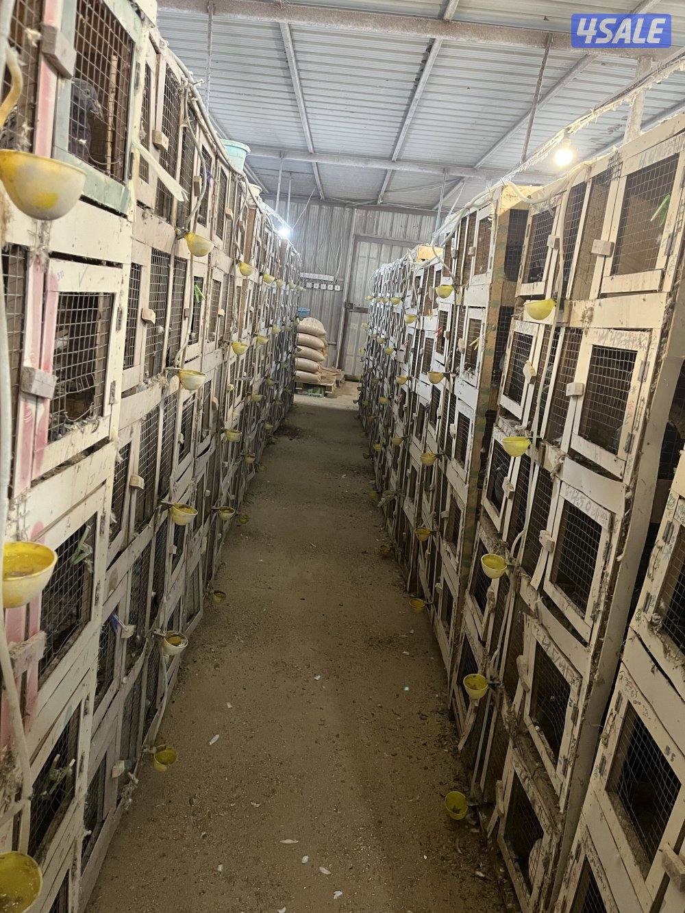 للبيع ازواج زاجل بالوفره2