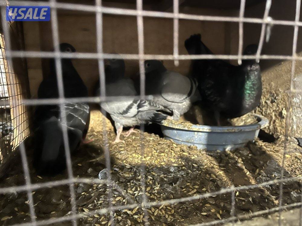 للبيع ازواج زاجل بالوفره3