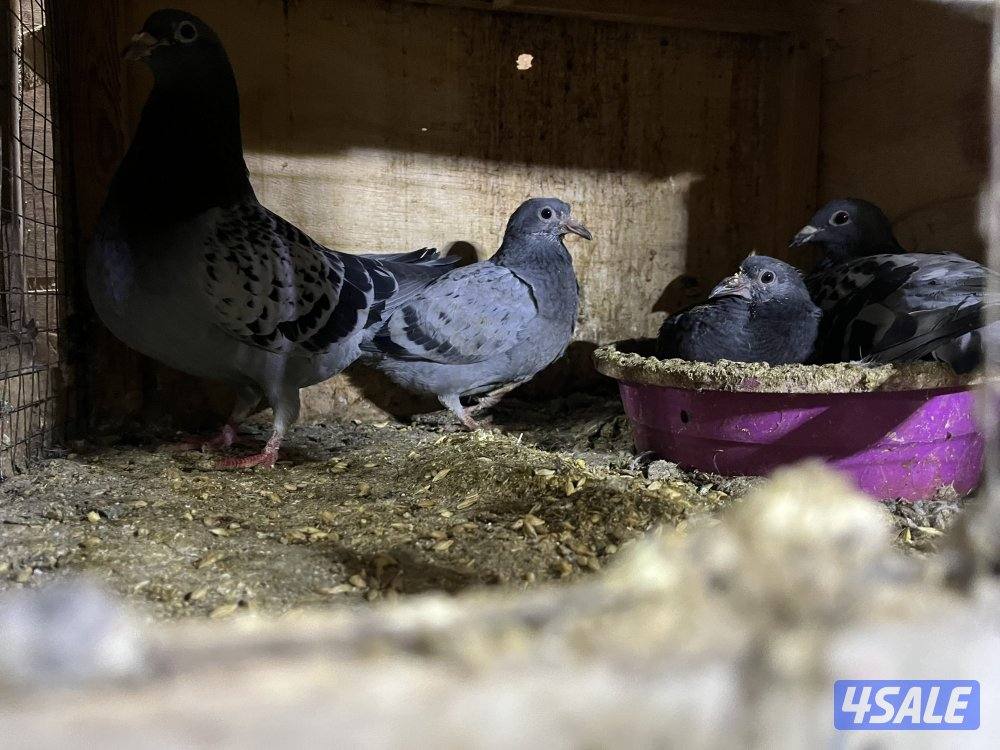 للبيع ازواج زاجل بالوفره4