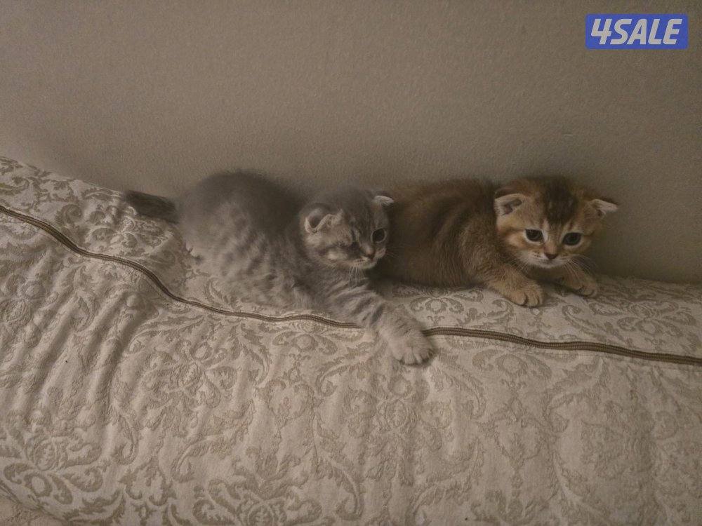 قطط سكوتش فولد للتبني0