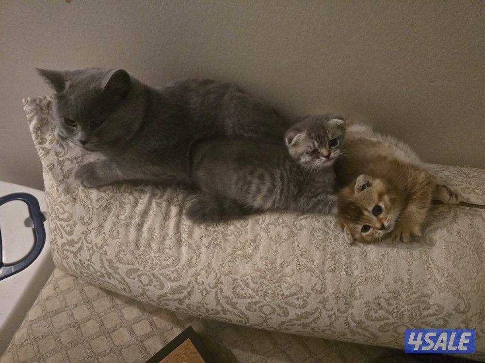 قطط سكوتش فولد للتبني1