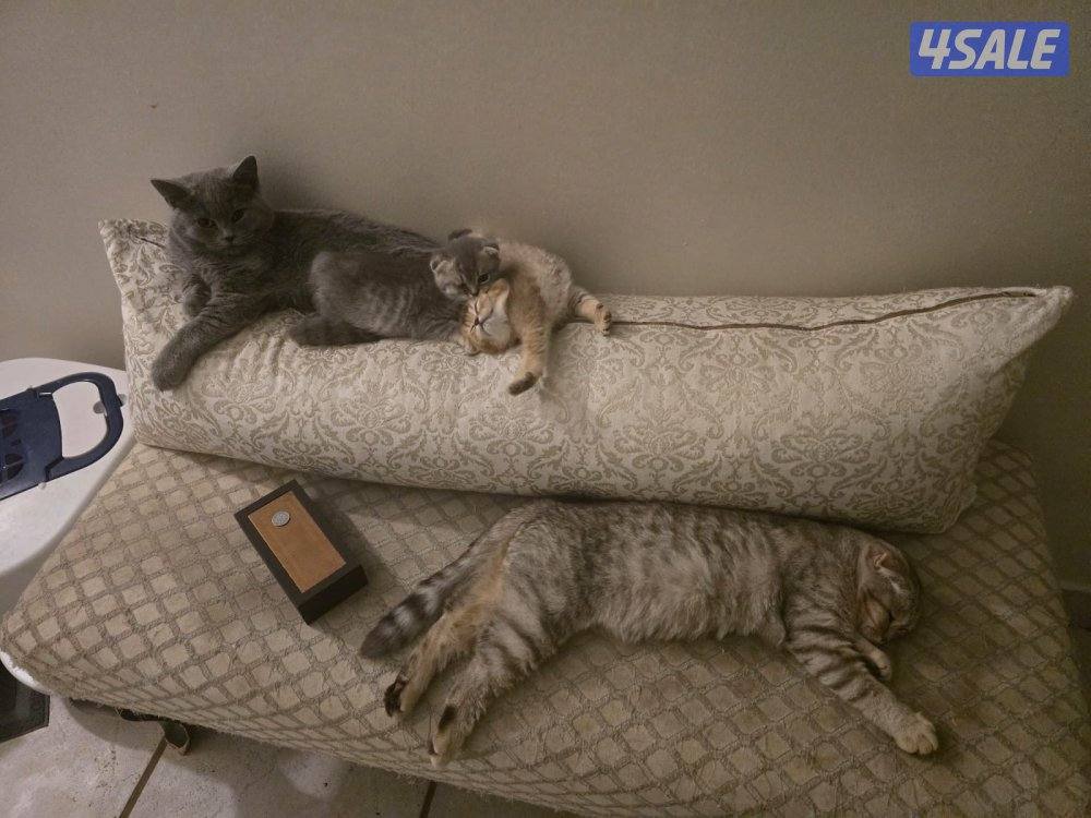 قطط سكوتش فولد للتبني2