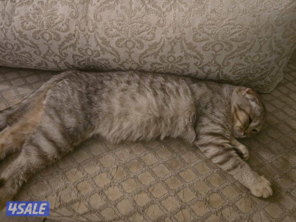 قطط سكوتش فولد للتبني3