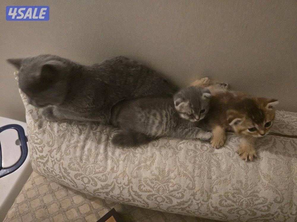 قطط سكوتش فولد للتبني4