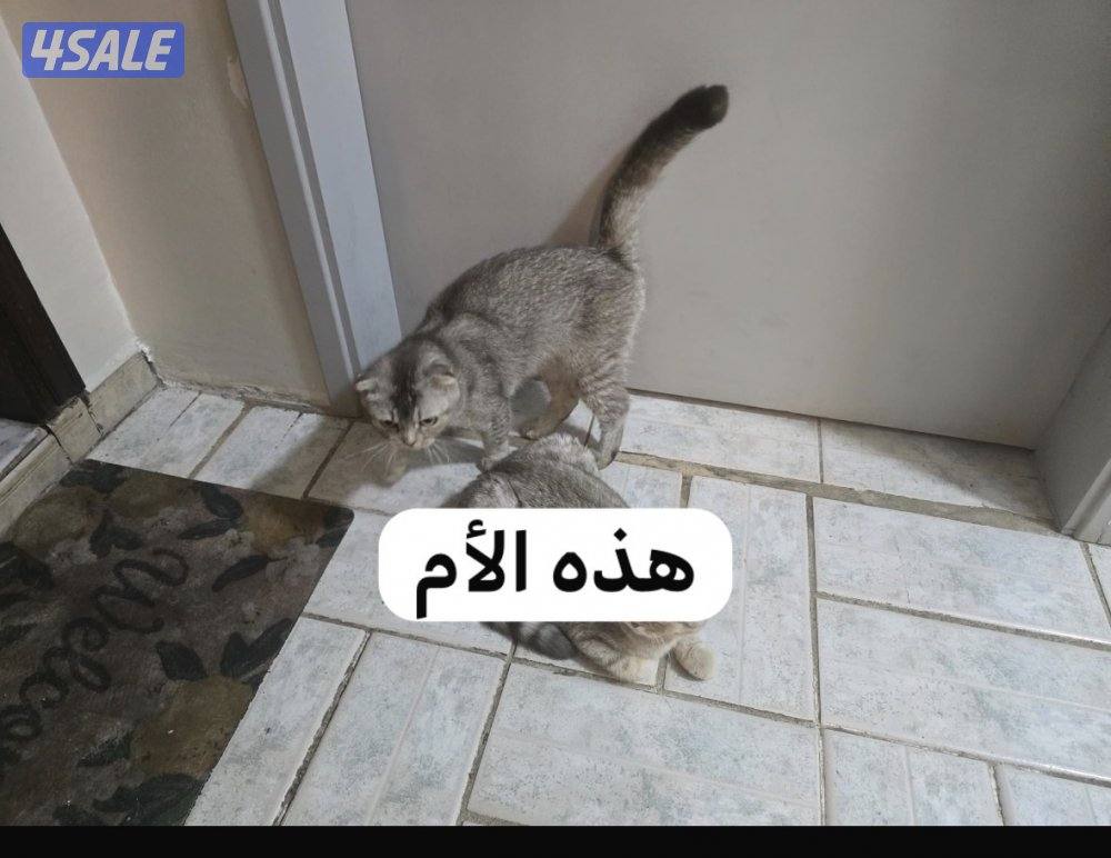 قطط سكوتش فولد للتبني5