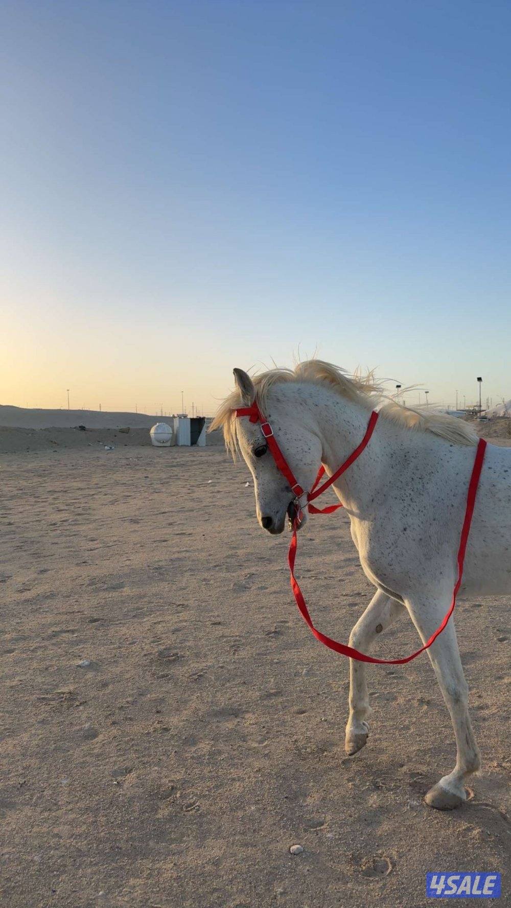 حصان مصري بلدي سلم يركبه الصغير والكبير فيه حراره خفيفه يطررب الخيال0
