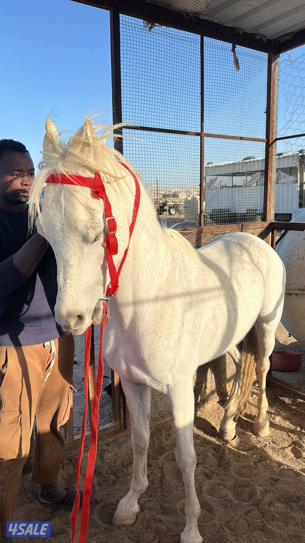 حصان مصري بلدي سلم يركبه الصغير والكبير فيه حراره خفيفه يطررب الخيال1