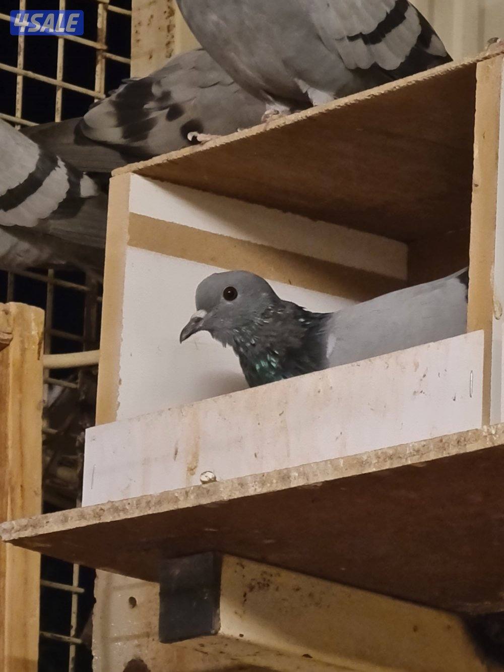 للبيع حمام دحل أصلي شقيفات حجم صغير0